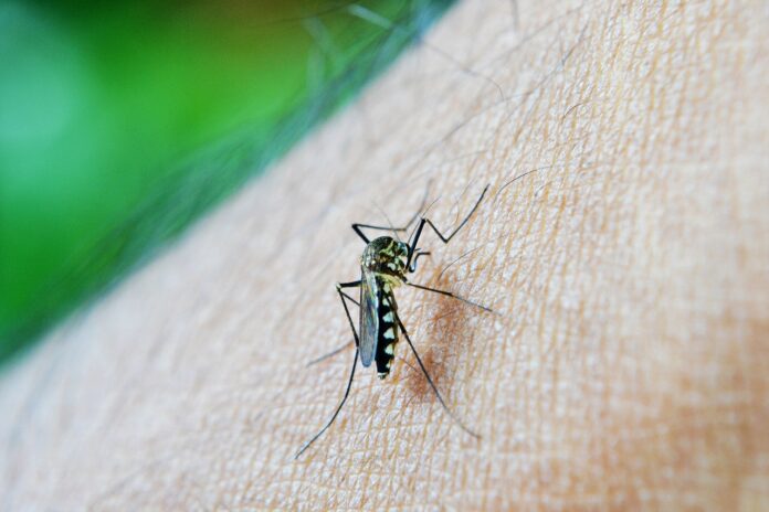 La lucha contra el dengue continúa; autoridades de salud piden estar alertas y consultar si hay síntomas - Itagüí Hoy