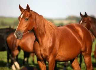 Caballo atrapado en puente