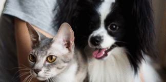 jornadas gratuitas de vacunación