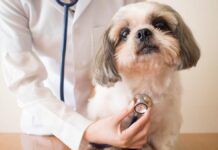 Vacuná gratis a tu peludo en Girardota Vacuná gratis a tu pelud
