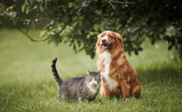 Girardota tendrá 150 esterilizaciones gratuitas para perros y gatos Girardota tendrá 150 esterilizaciones gratuitas