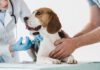 Vacunas gratis para perros y gatos