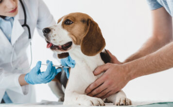 ¡Vacunas gratis para perros y gatos en Girardota! Vacunas gratis para perros y gatos