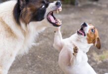 ¿Su mascota se ha puesto agresiva?